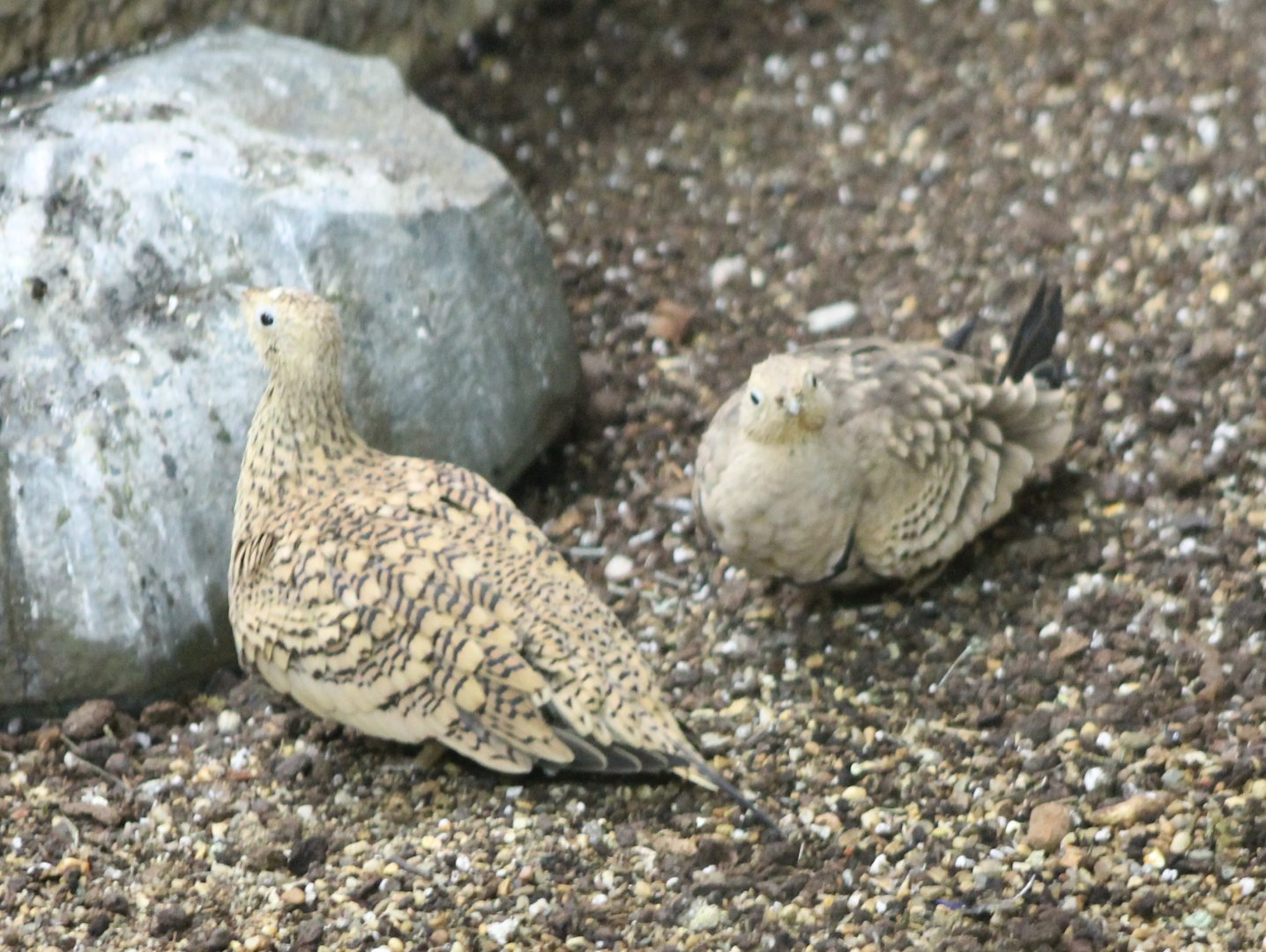 Chestnut-bellied sandgrouses