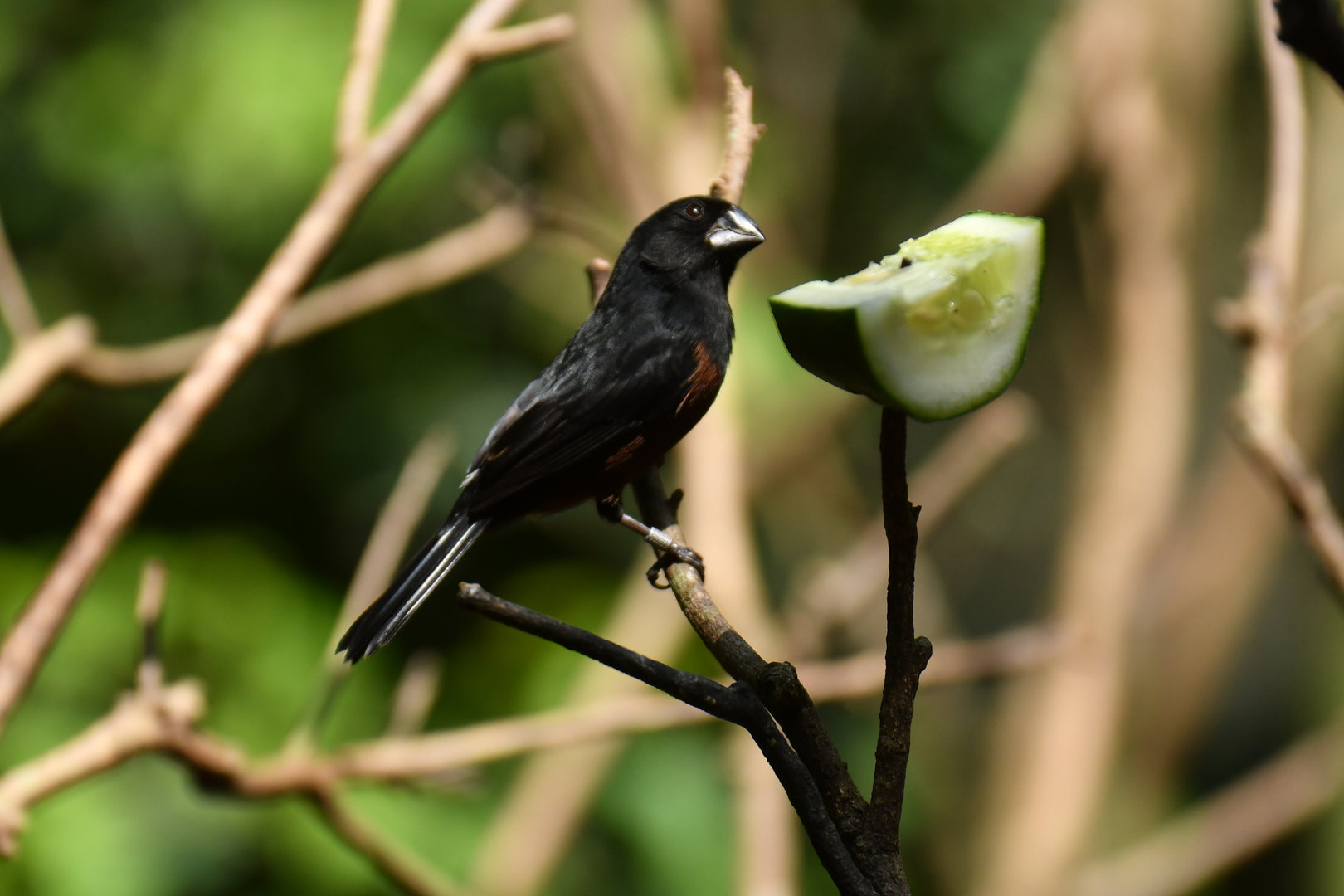Chestnut-bellied Seed-finch Sporophila angolensis