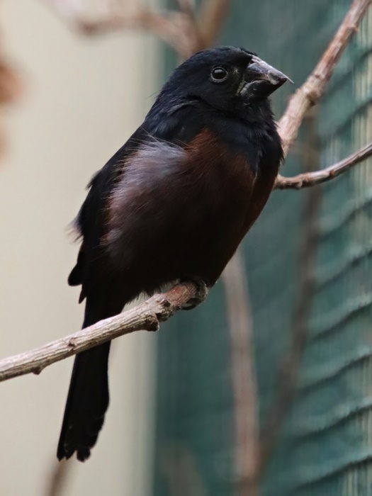 Chestnut-bellied seed finch (Sporophila angolensis)