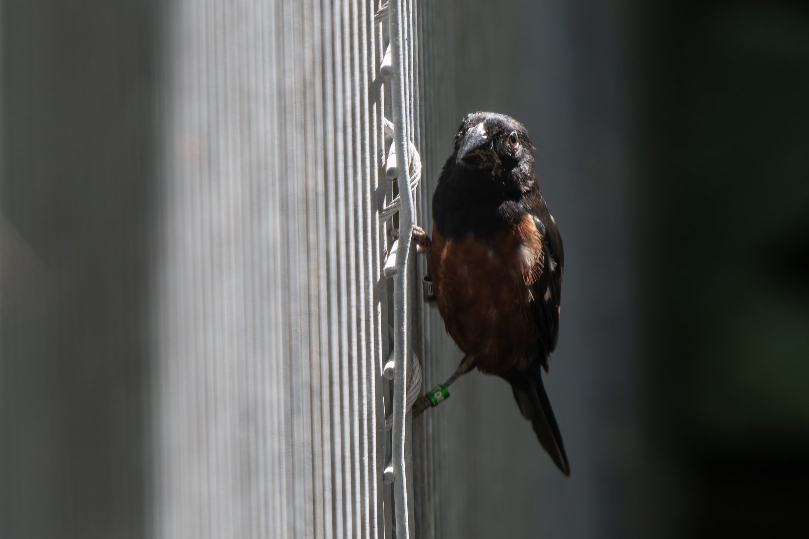 Chestnut-bellied seed finch (Sporophila angolensis)