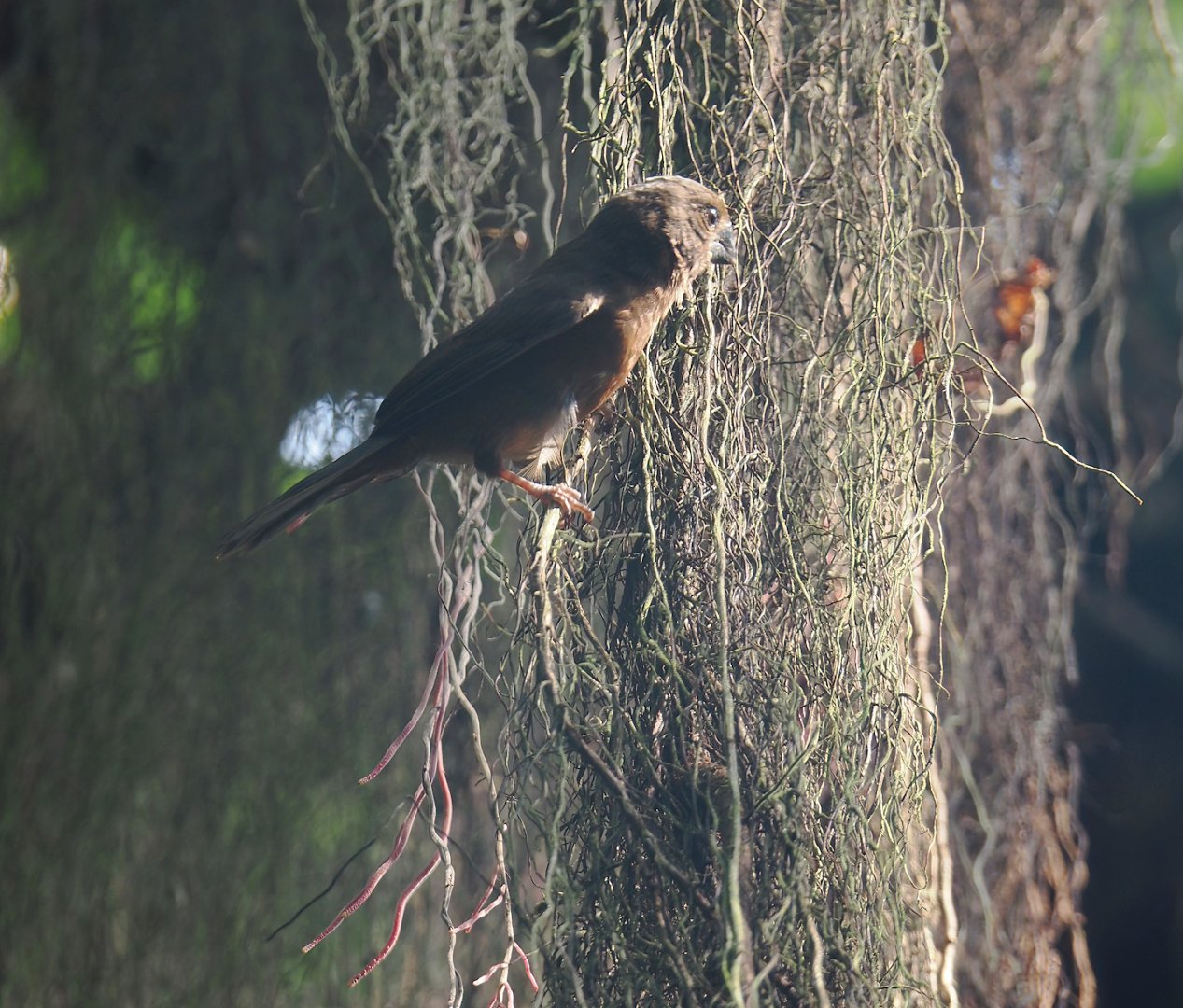 Chestnut-bellied seedeater (Sporophila castaneiventris), 2025-05-17