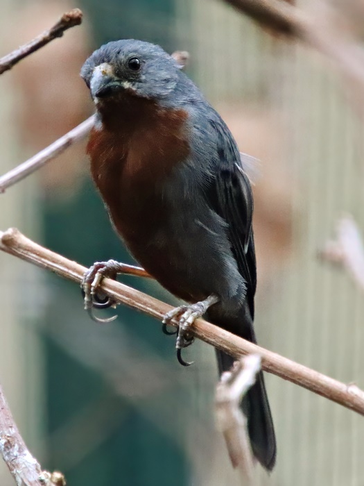 Chestnut-bellied seedeater (Sporophila castaneiventris)