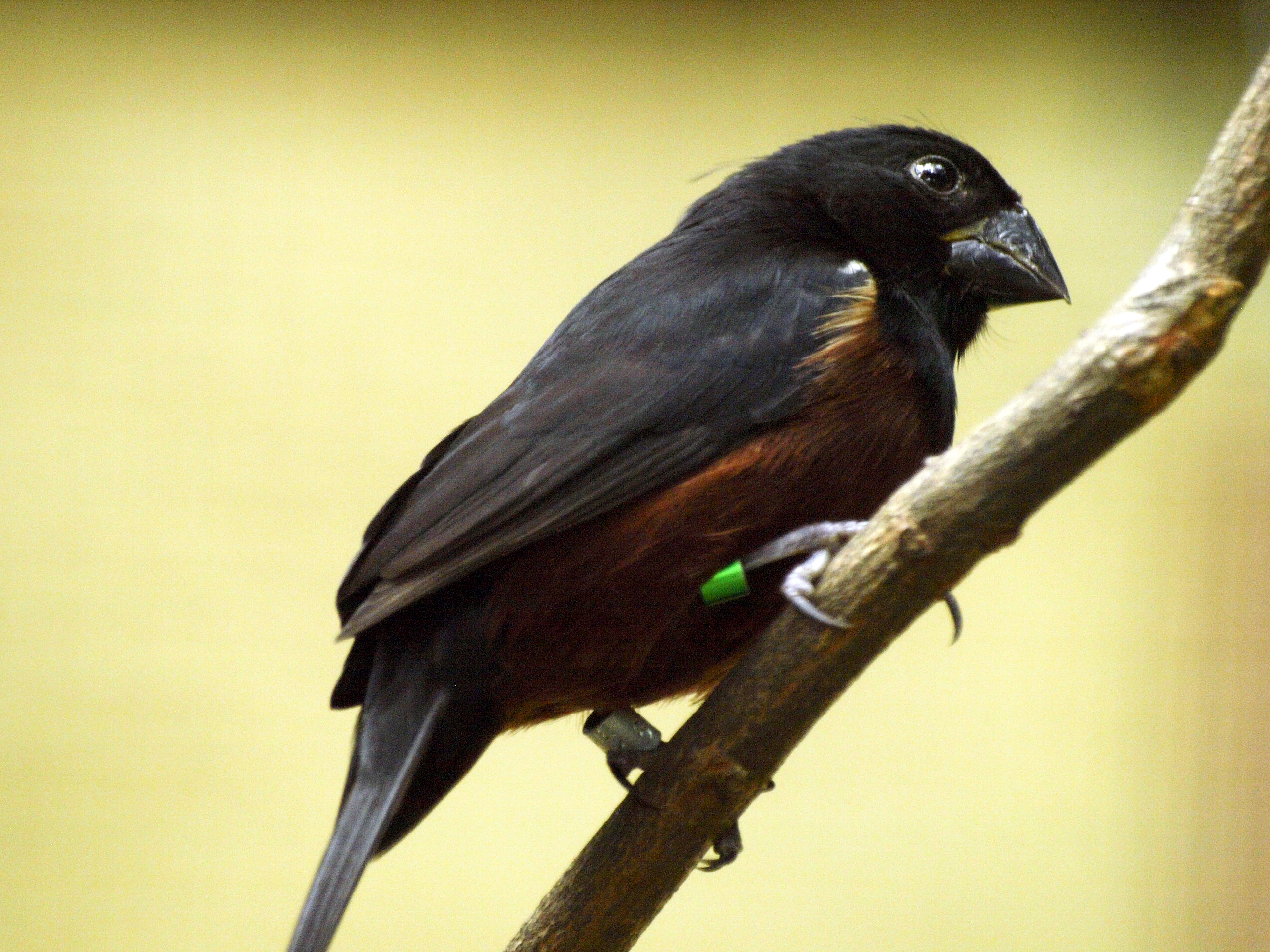 Chestnut-bellied Seedfinch