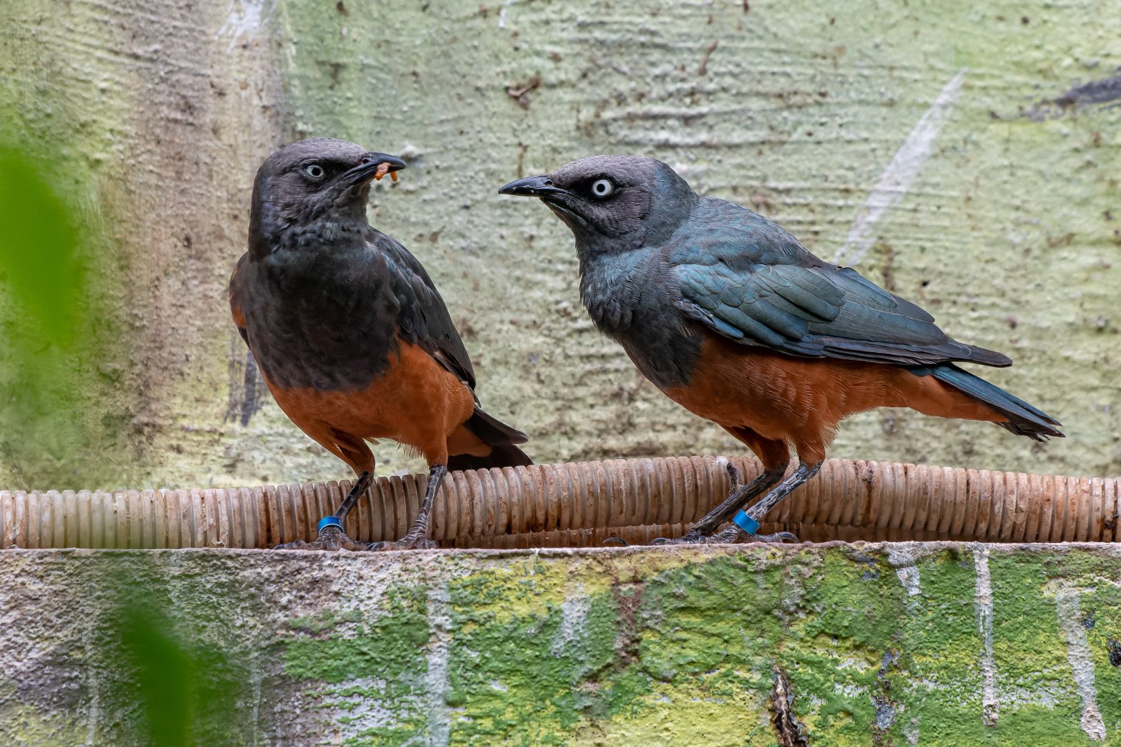 Chestnut-bellied starling (Lamprotornis pulcher)