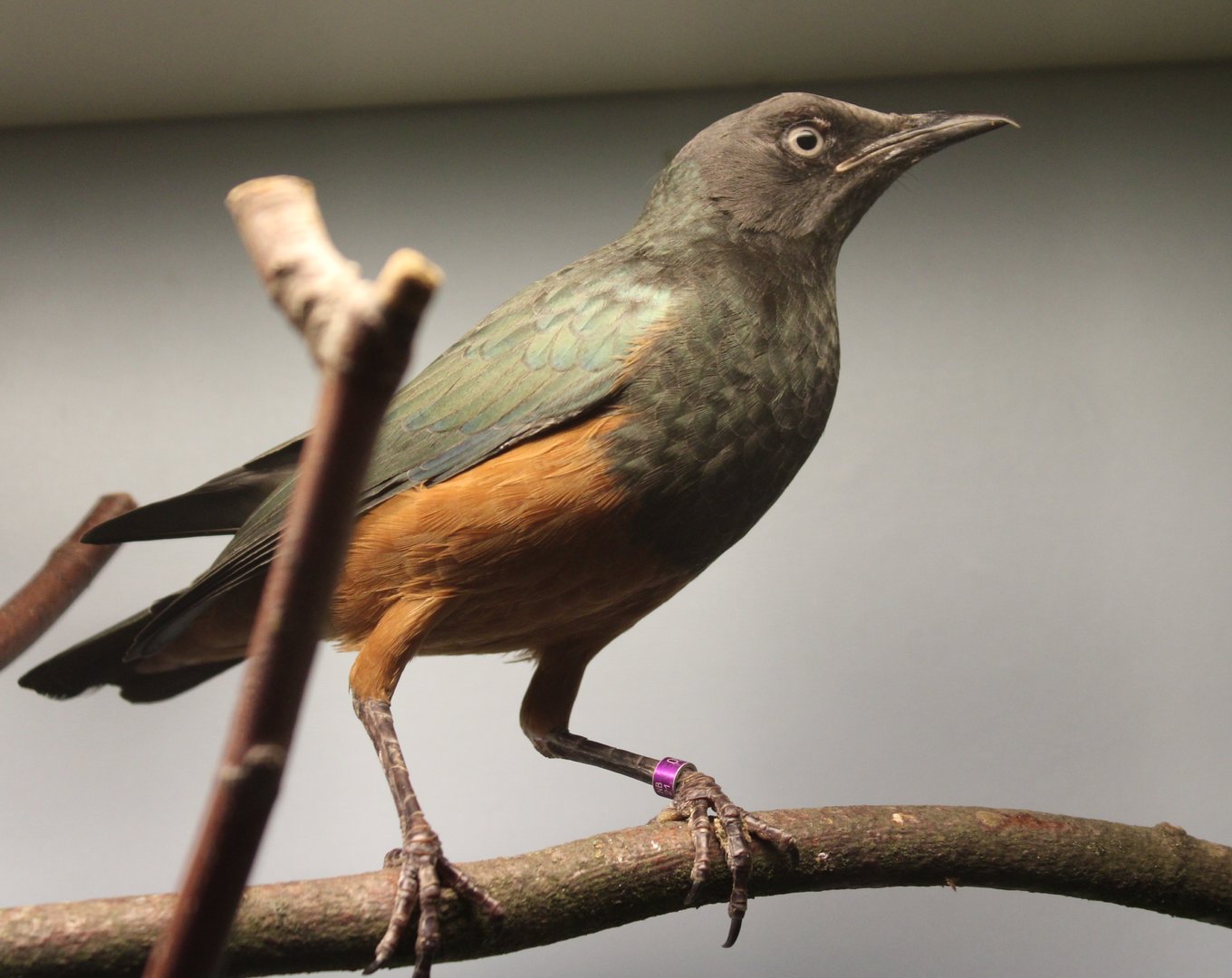 Chestnut-bellied starling