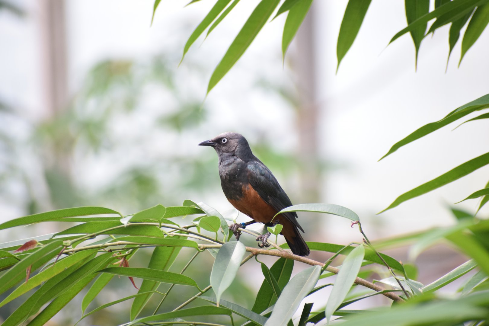 Chestnut-bellied starling