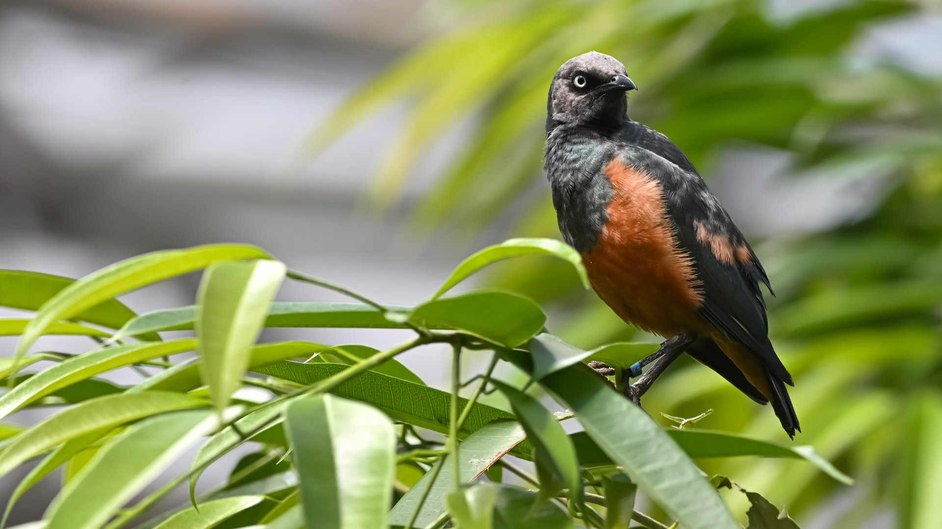 Chestnut-bellied starling
