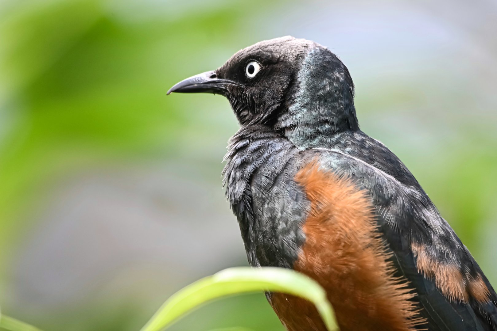 Chestnut-bellied starling