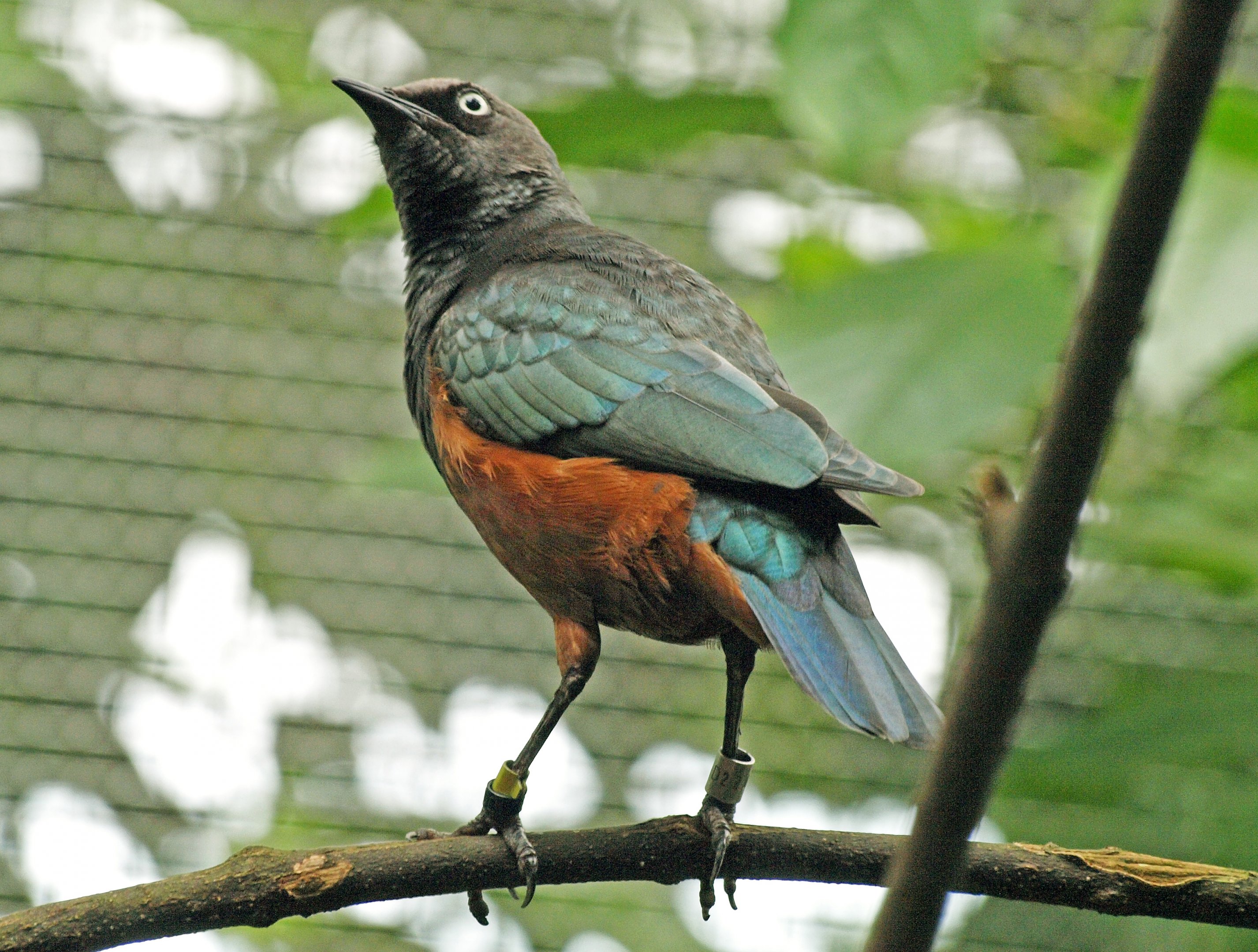 Chestnut-bellied starling