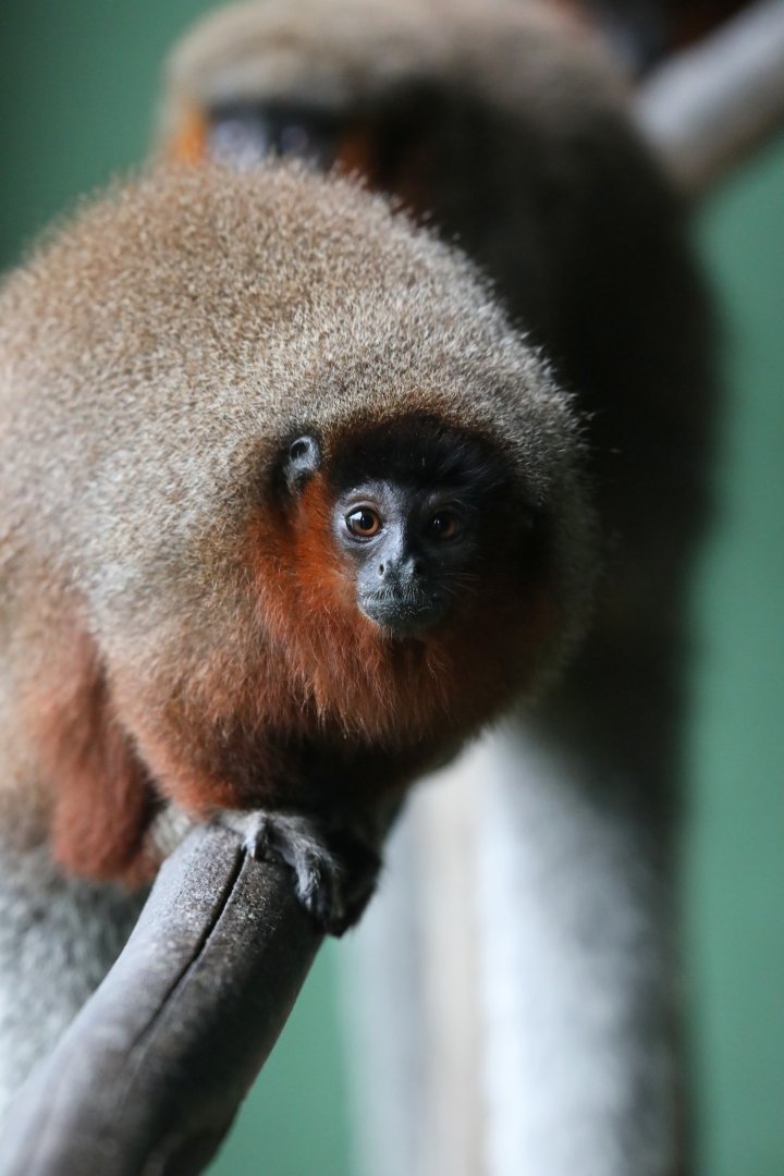 chestnut-bellied titi monkey (Plecturocebus caligatus)