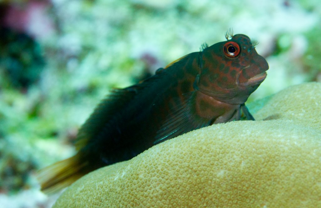 Chestnut Blenny
