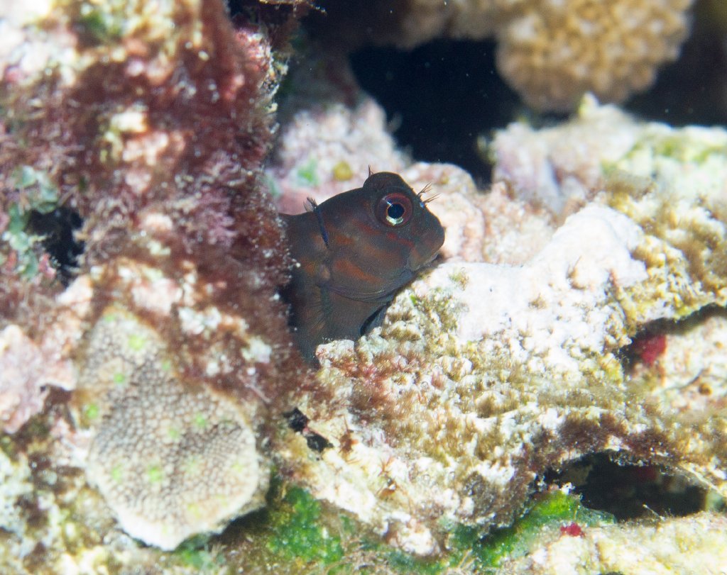 Chestnut Blenny