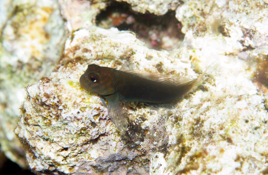 Chestnut Blenny