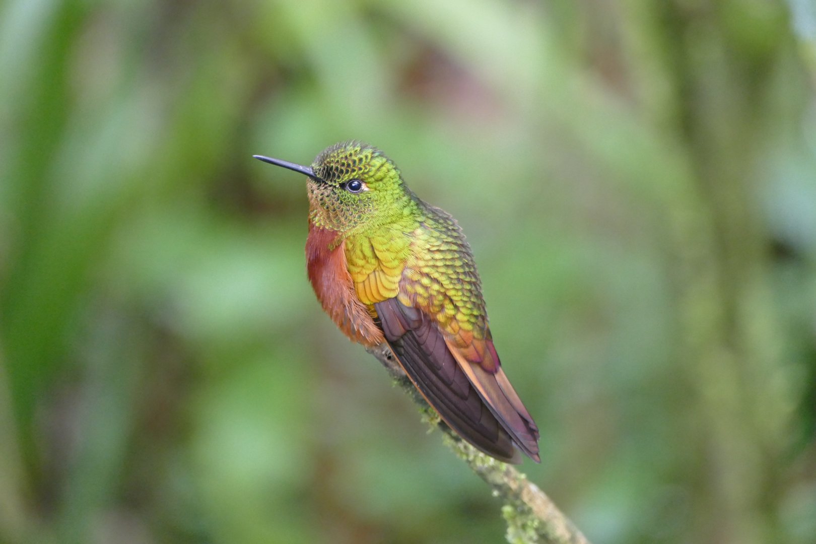 Chestnut-breasted Coronet