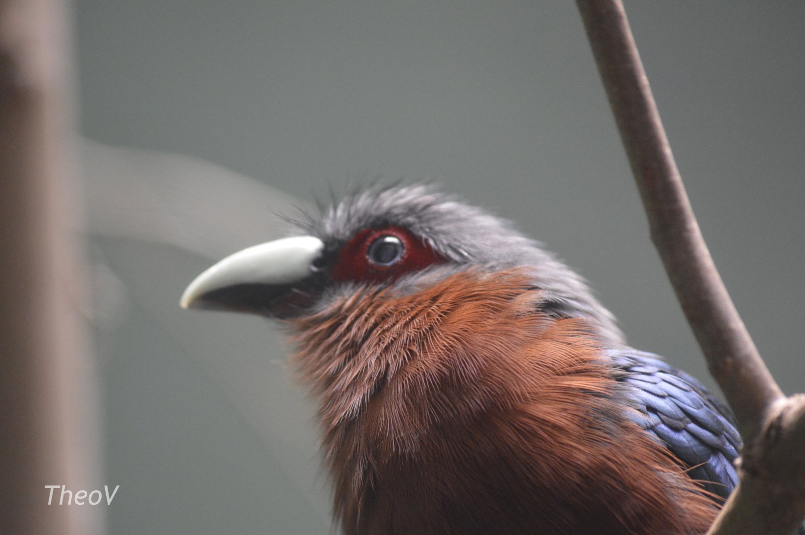 Chestnut-breasted malkoha - Aquatic Bird House [2017]