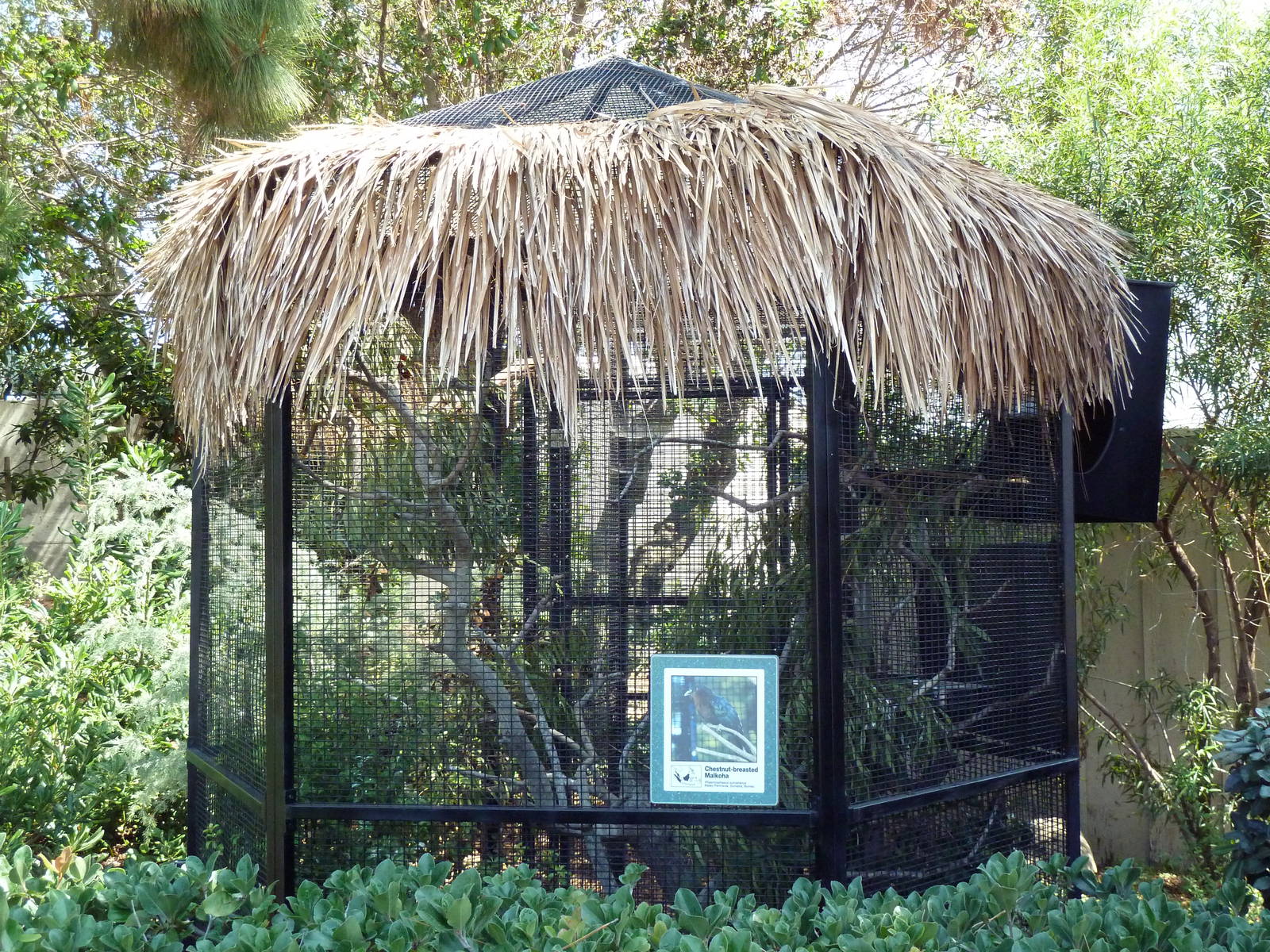 Chestnut-Breasted Malkoha Exhibit