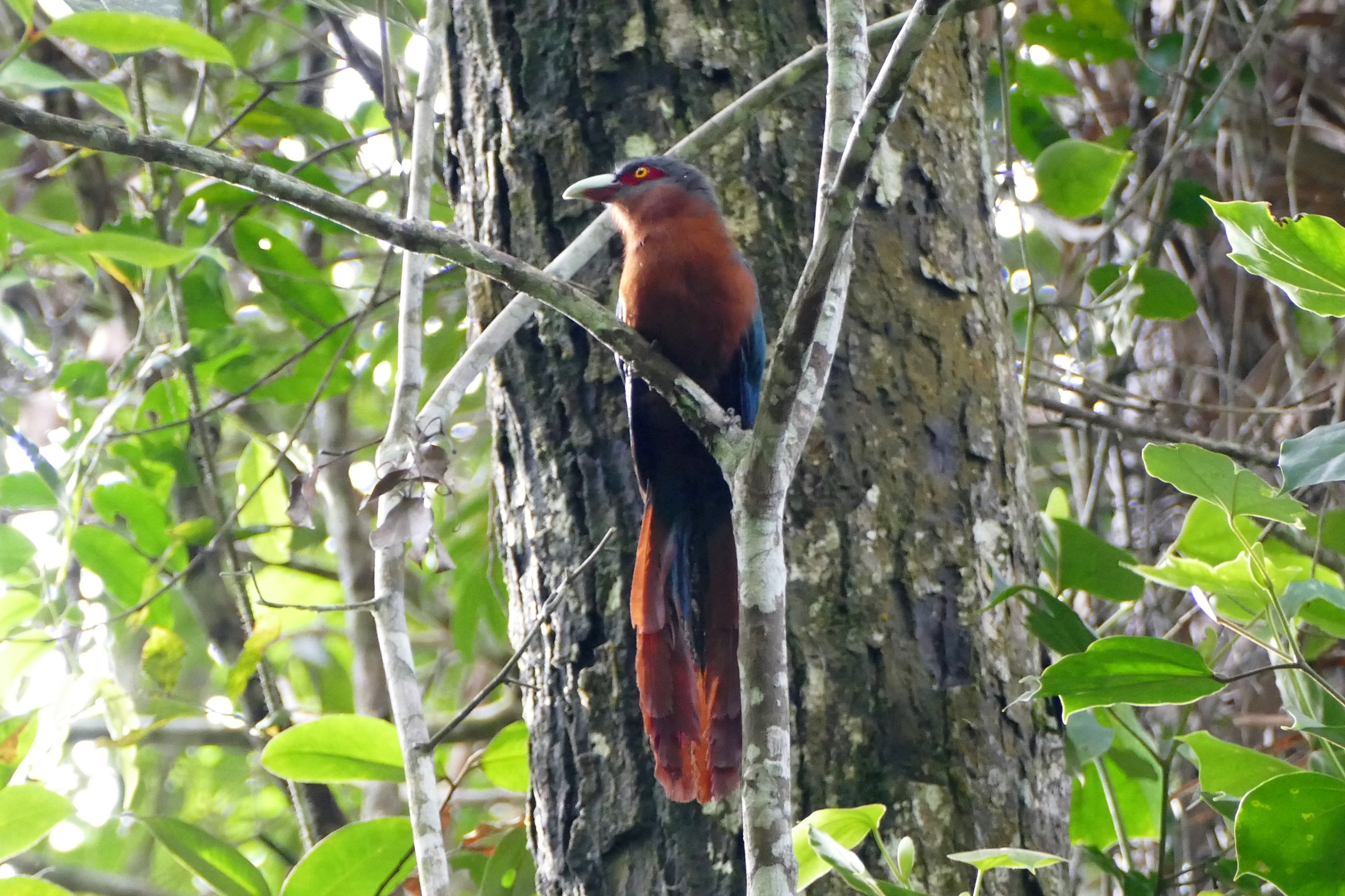 Chestnut-breasted Malkoha - Fraser's Hill