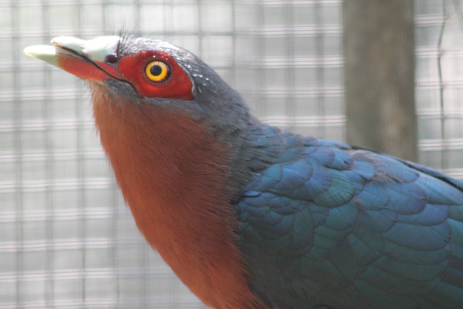 chestnut-breasted malkoha (Phaenicophaeus curvirostris)