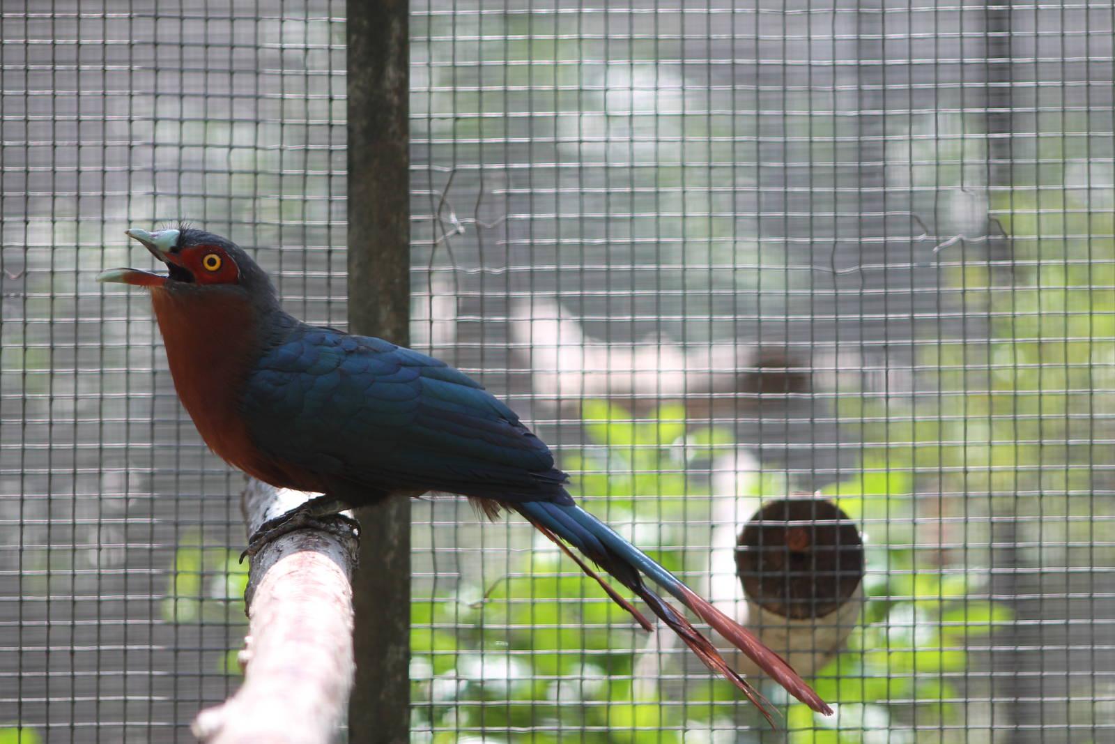 chestnut-breasted malkoha (Phaenicophaeus curvirostris)