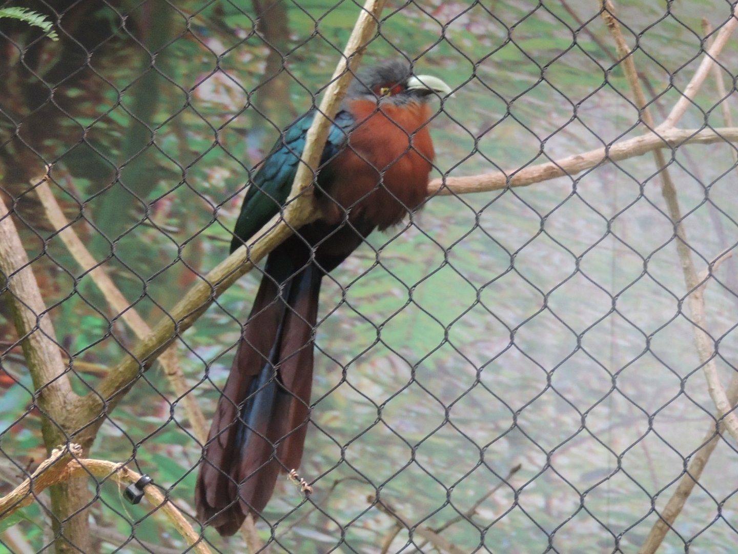 Chestnut-breasted malkoha (Phaenicophaeus curvirostris)