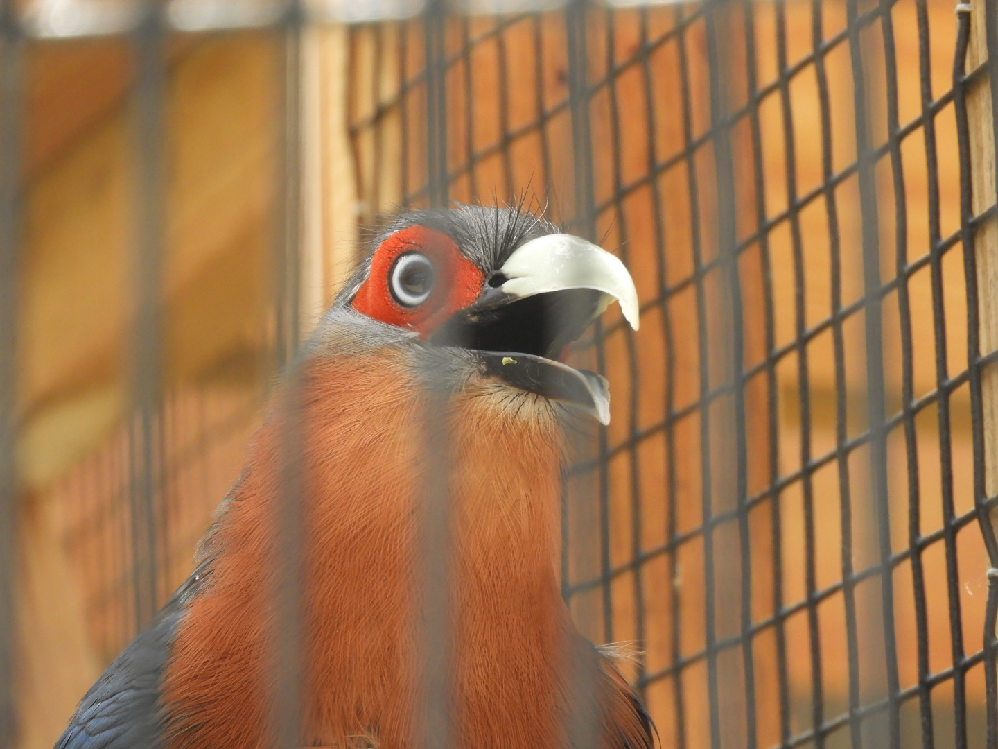 Chestnut-breasted Malkoha (Phaenicophaeus curvirostris)