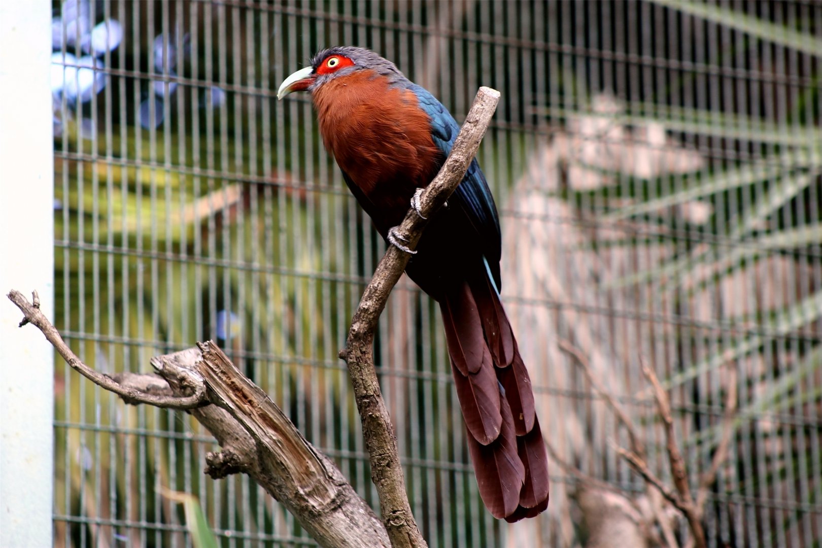 Chestnut-breasted malkoha (Phaenicophaeus curvirostris)