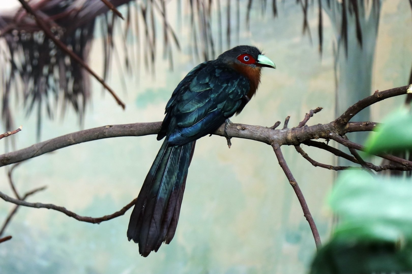 Chestnut-breasted Malkoha (Phaenicophaeus curvirostris)