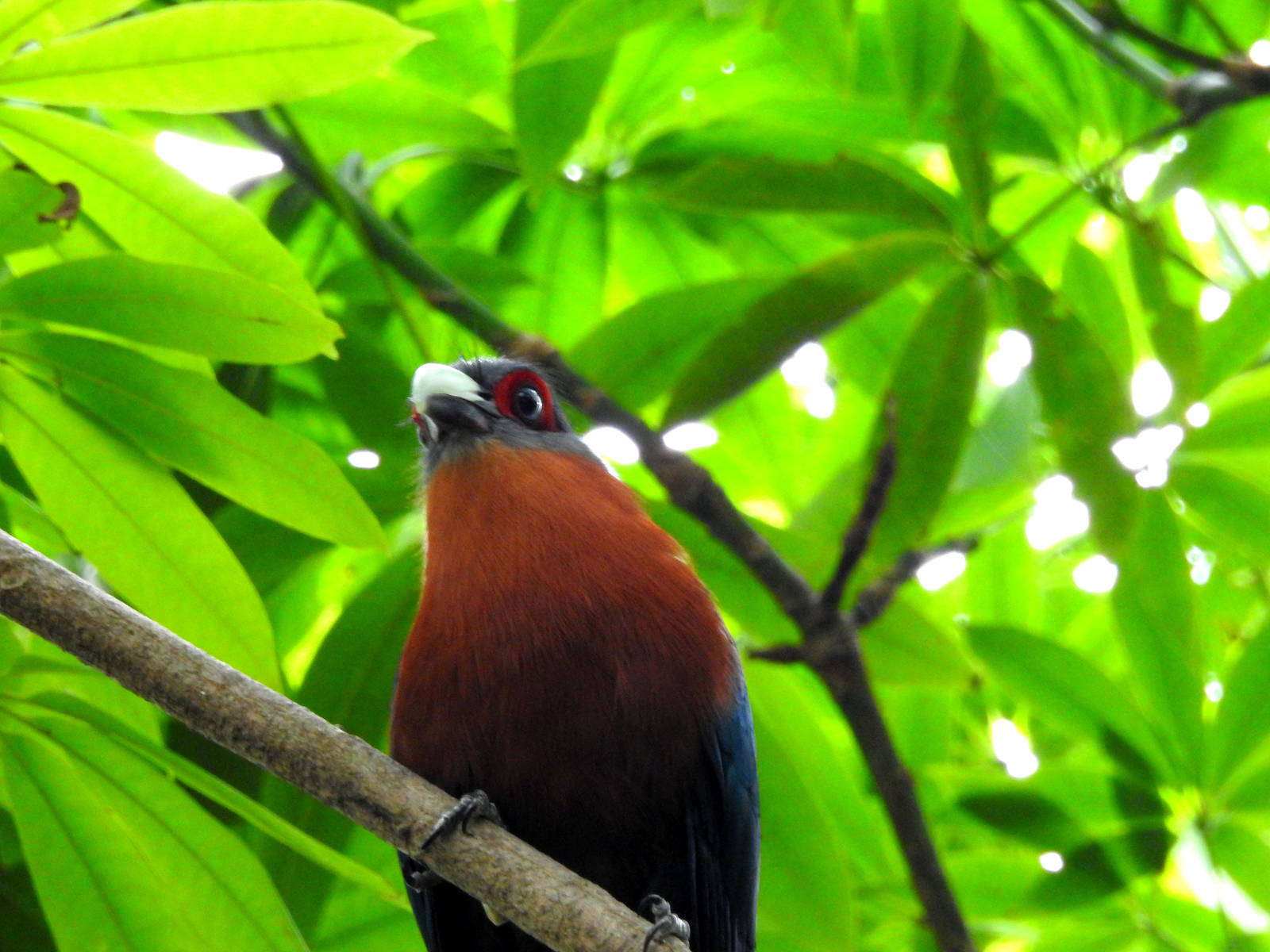 Chestnut-breasted Malkoha