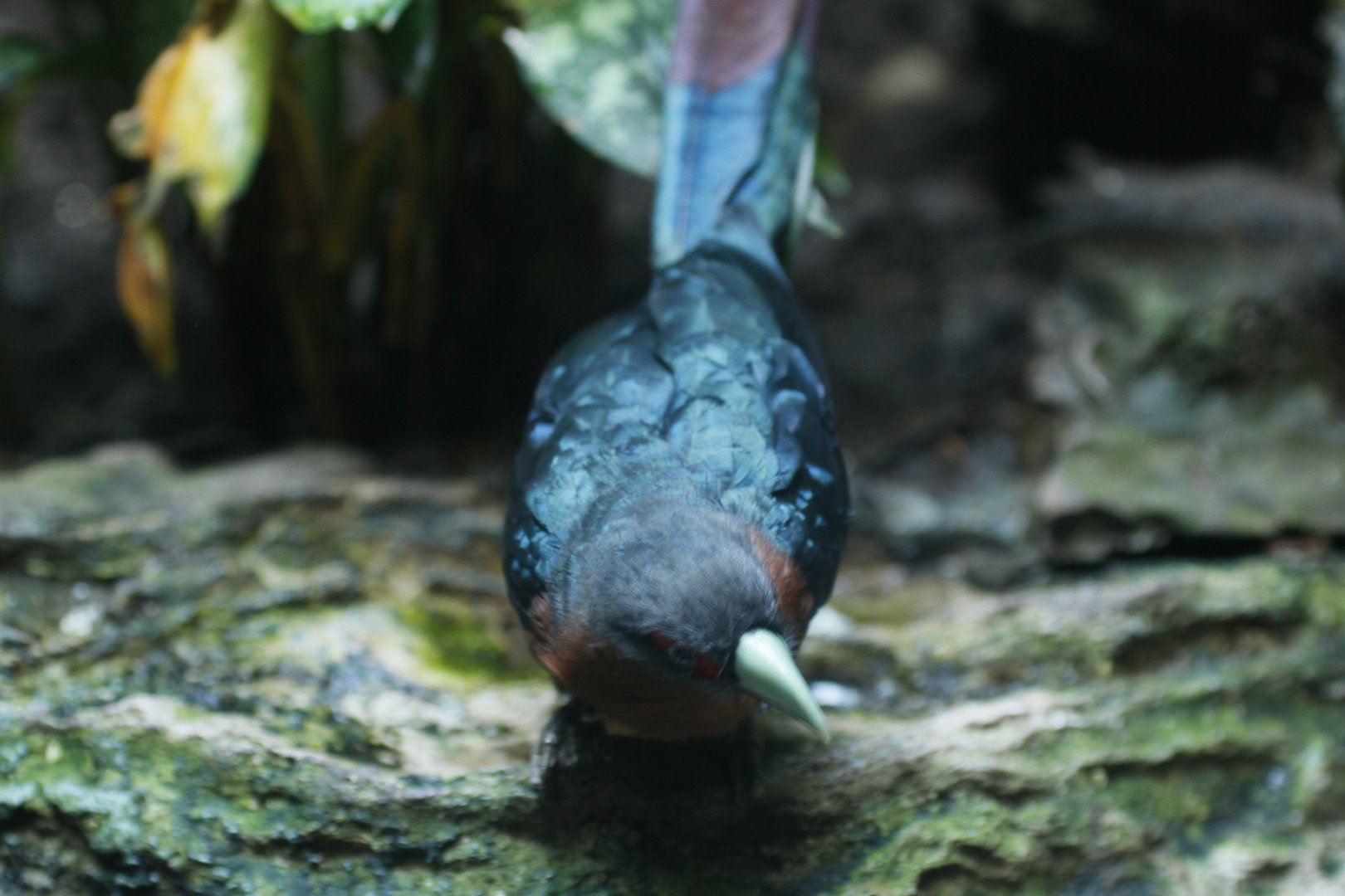 Chestnut-Breasted Malkoha