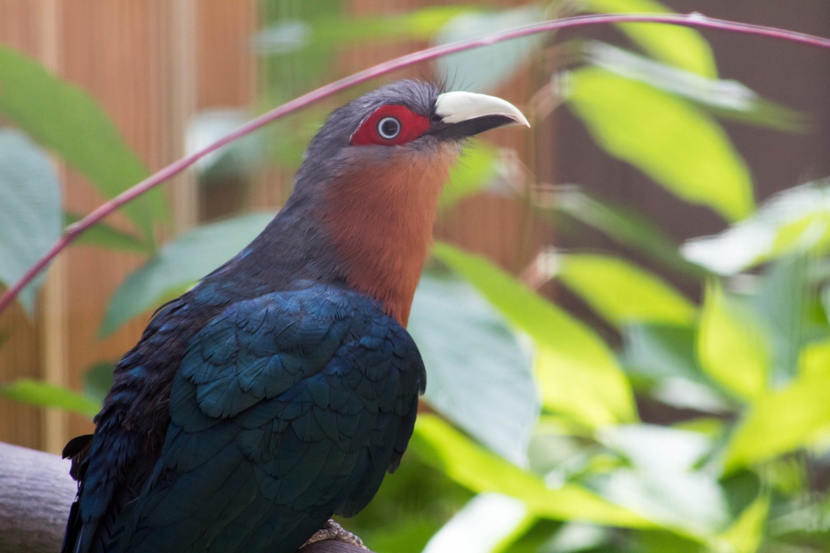 Chestnut-breasted malkoha
