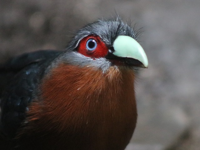 Chestnut-breasted Malkoha