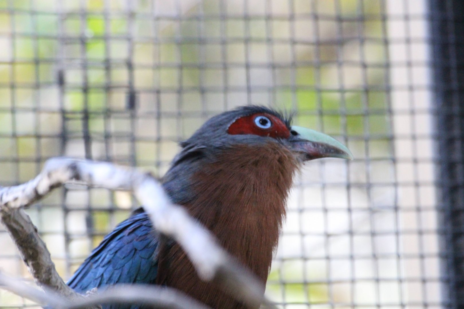 Chestnut-breasted Malkoha
