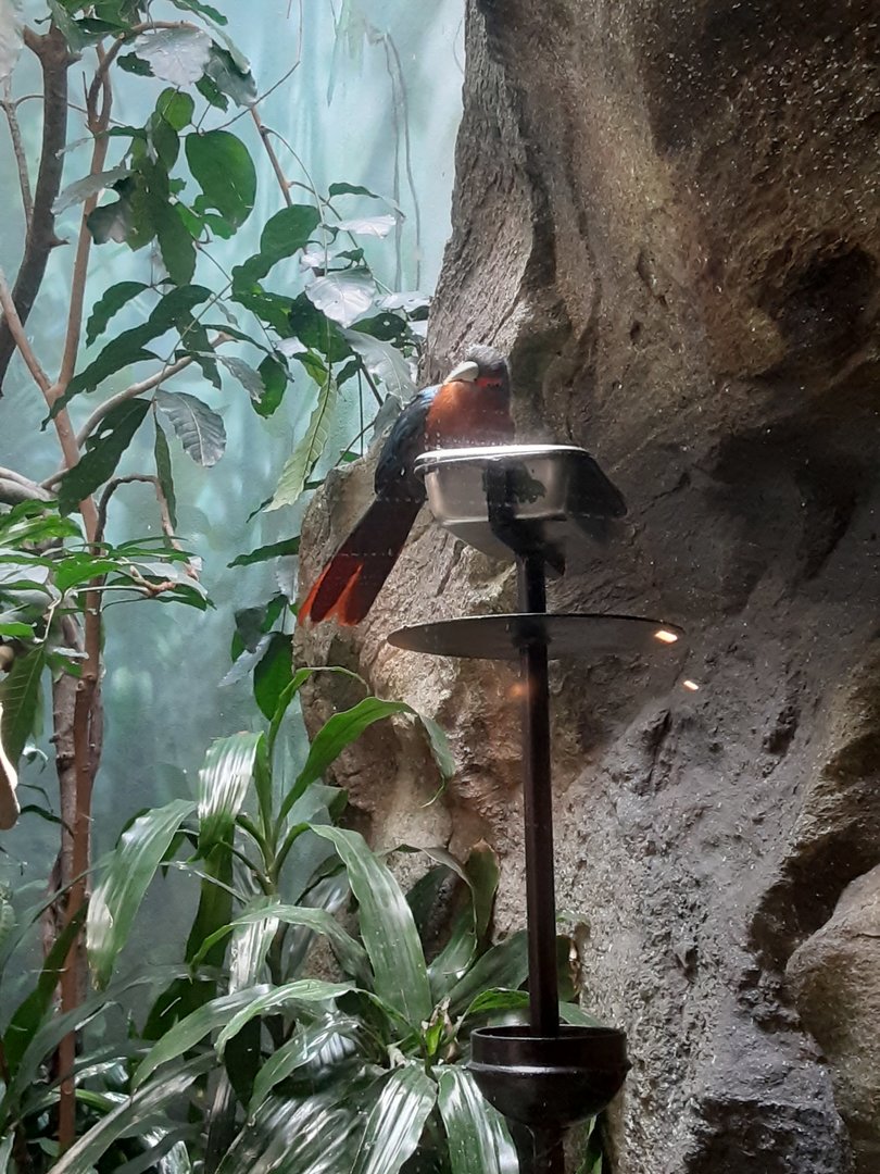 Chestnut-Breasted Malkoha