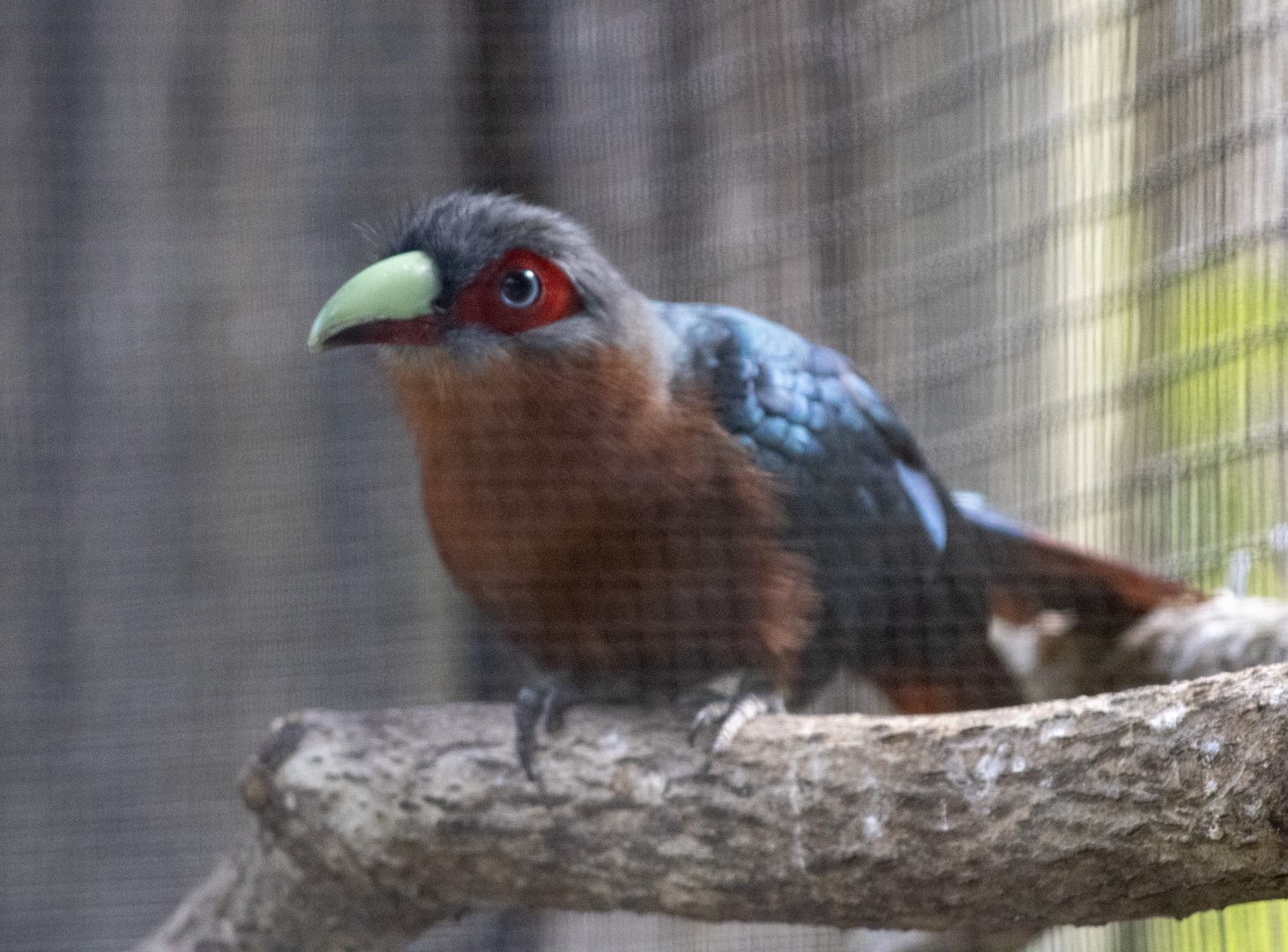 Chestnut-breasted Malkoha