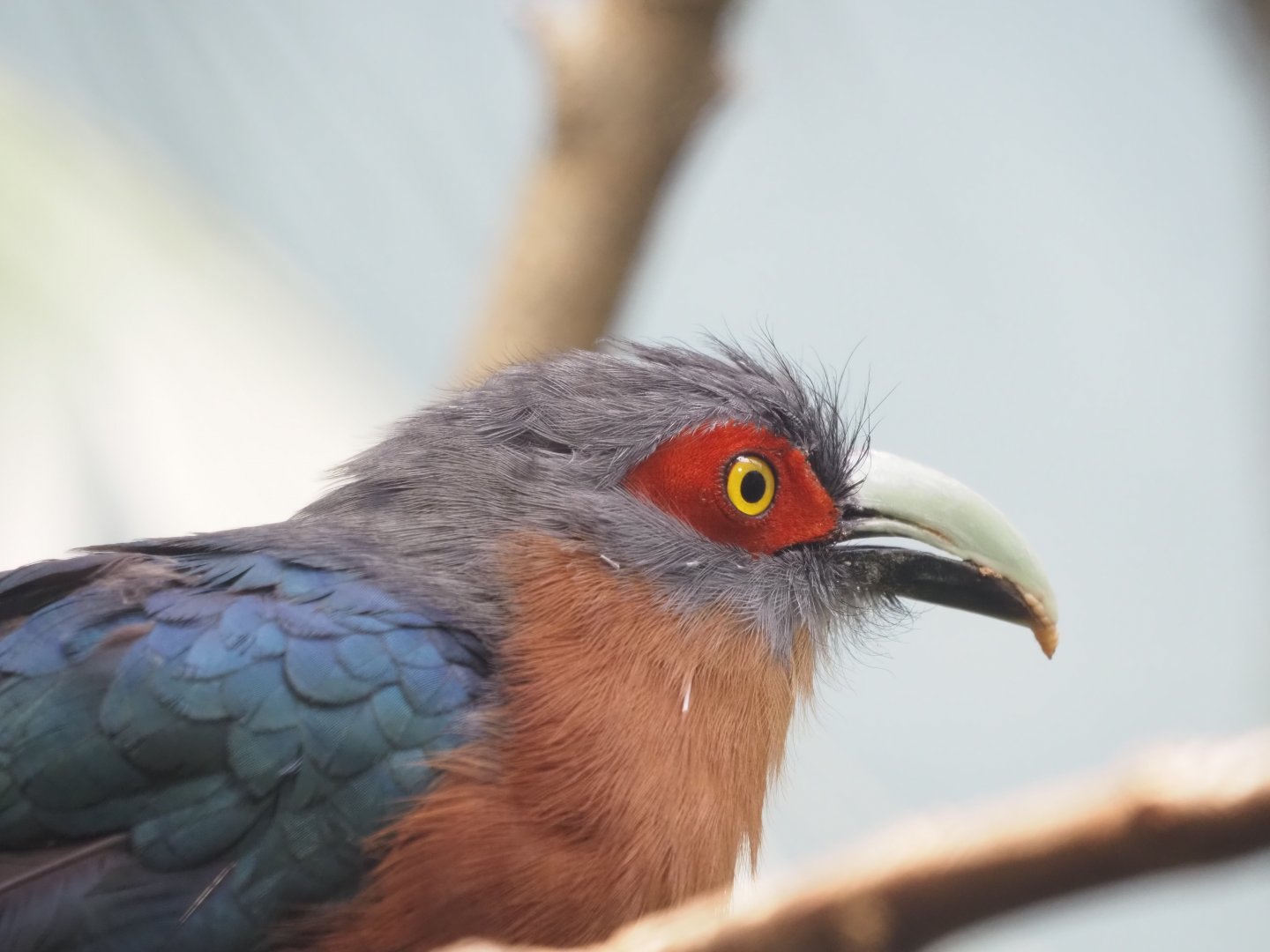Chestnut-Breasted Malkoha