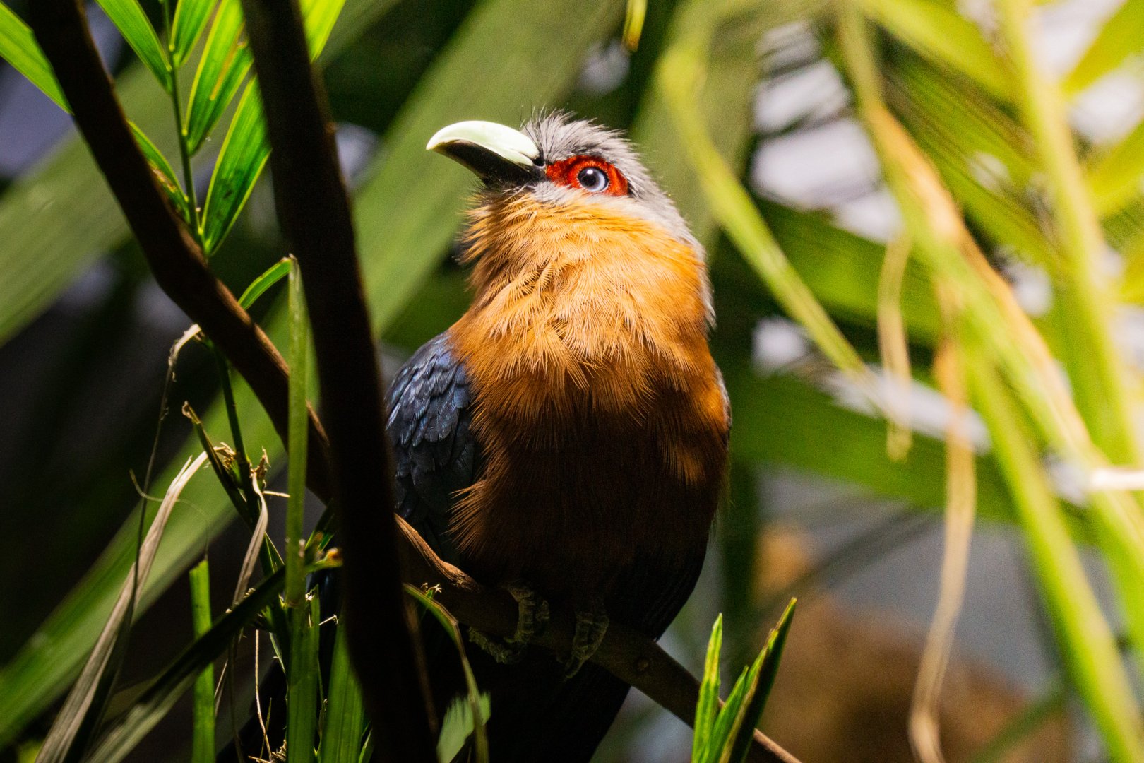 Chestnut-breasted malkoha