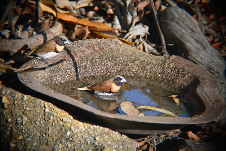Chestnut-breasted manikin bathing.