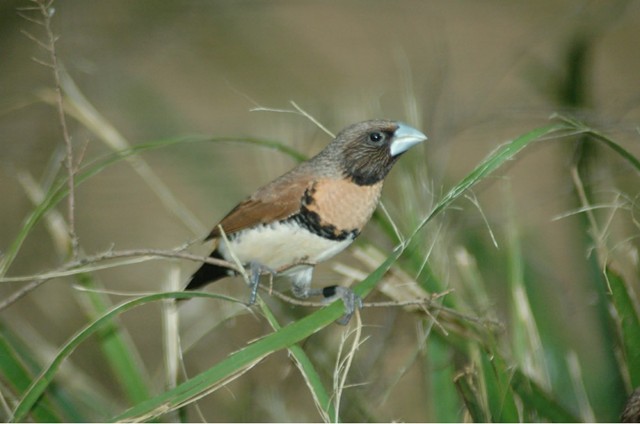 Chestnut-Breasted Manikin