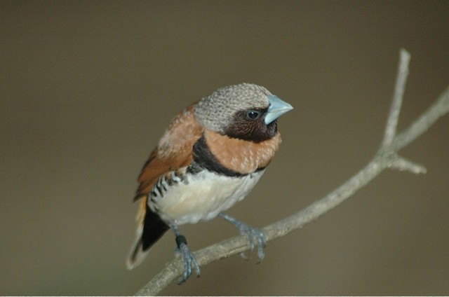 Chestnut-Breasted Manikin