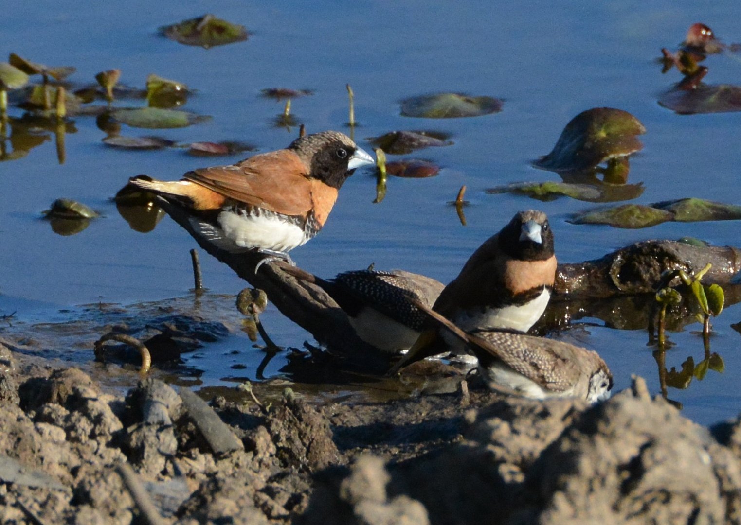 Chestnut-breasted manikins