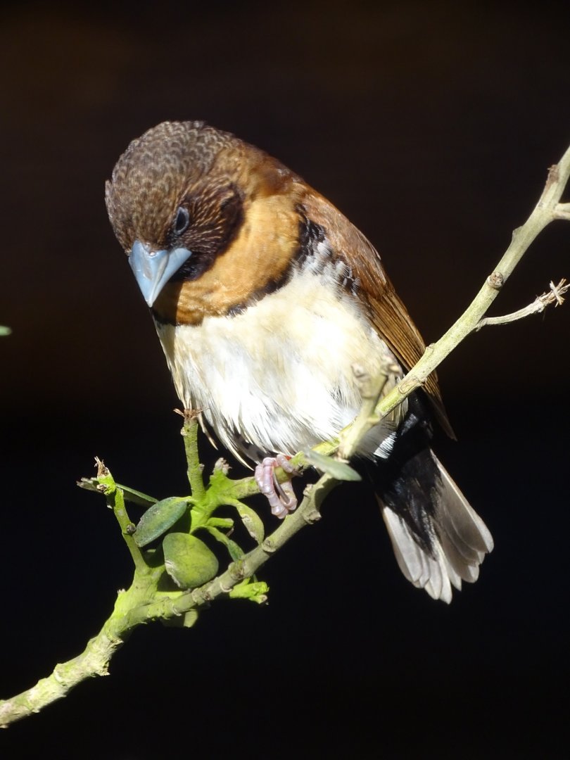 Chestnut-breasted Mannikin, 13th March 2025