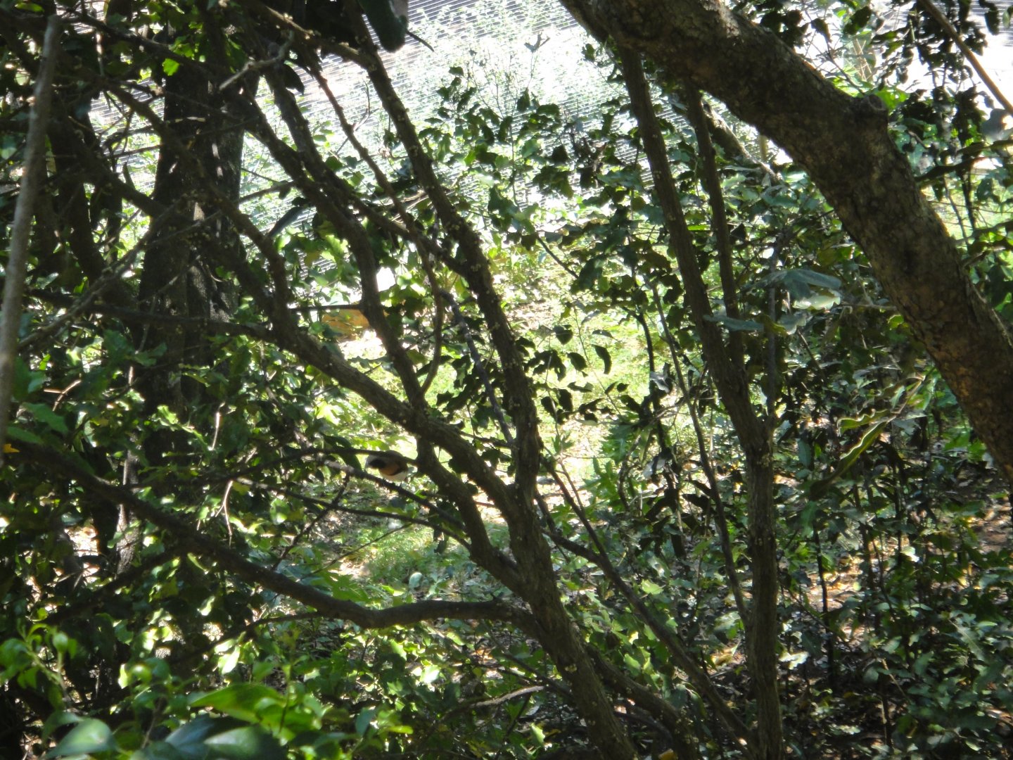 Chestnut-breasted Mannikin (2011)