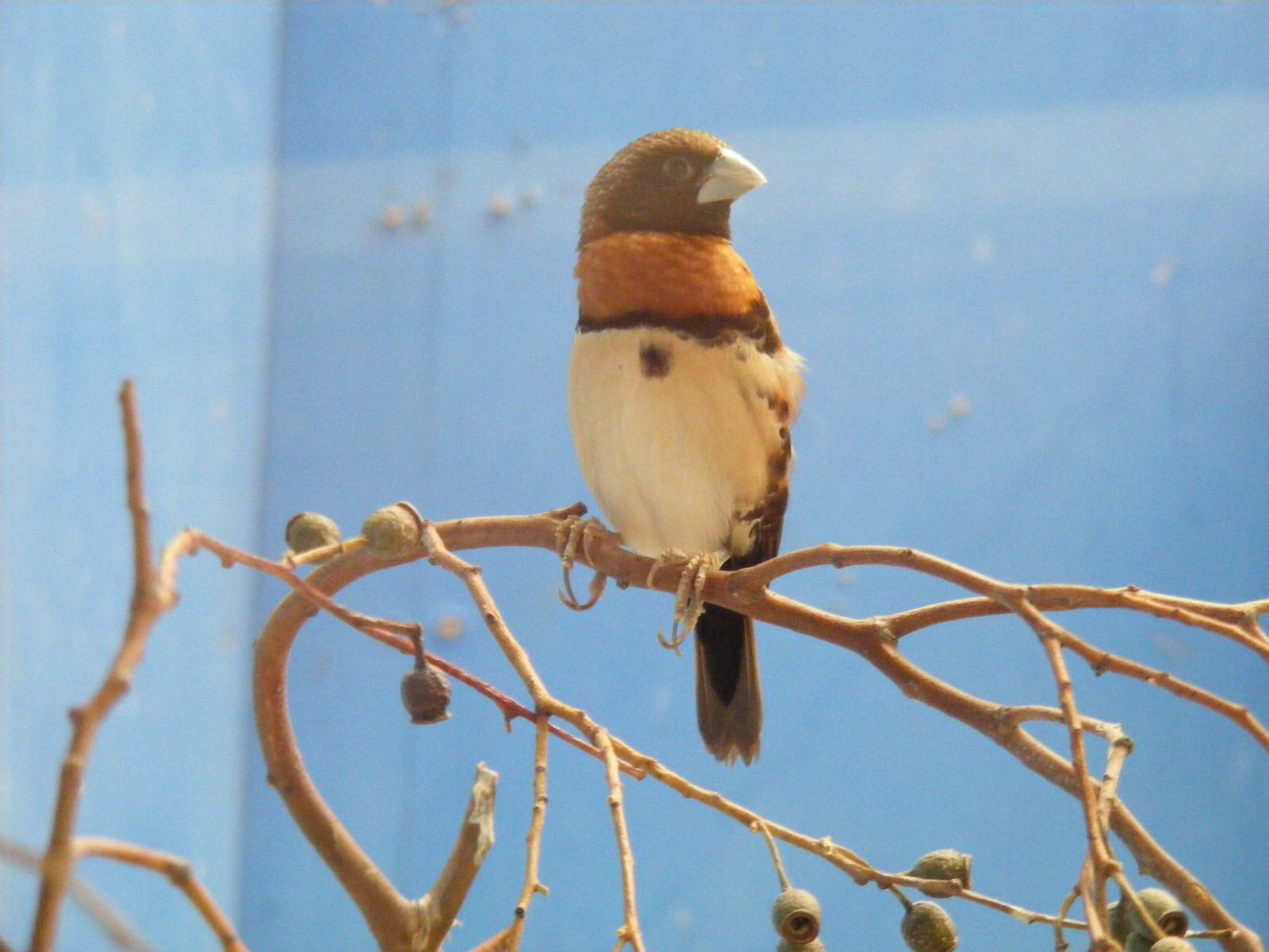 Chestnut-breasted mannikin at Birdworld, 20 June 2010