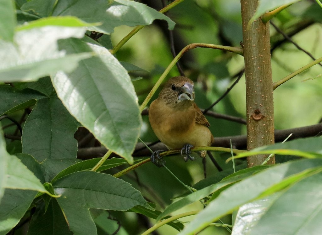 Chestnut-breasted Mannikin juvenile