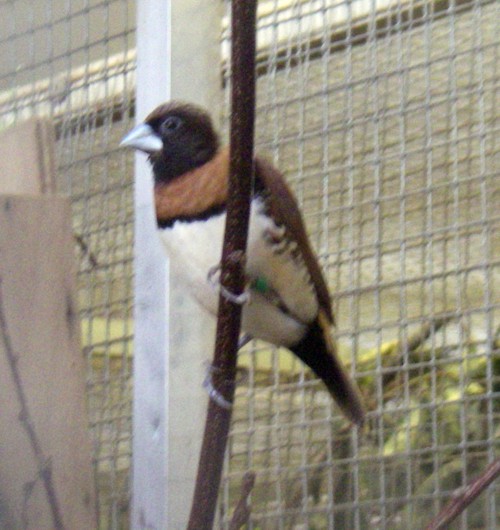 Chestnut-breasted Mannikin (Lonchura castaneothorax)