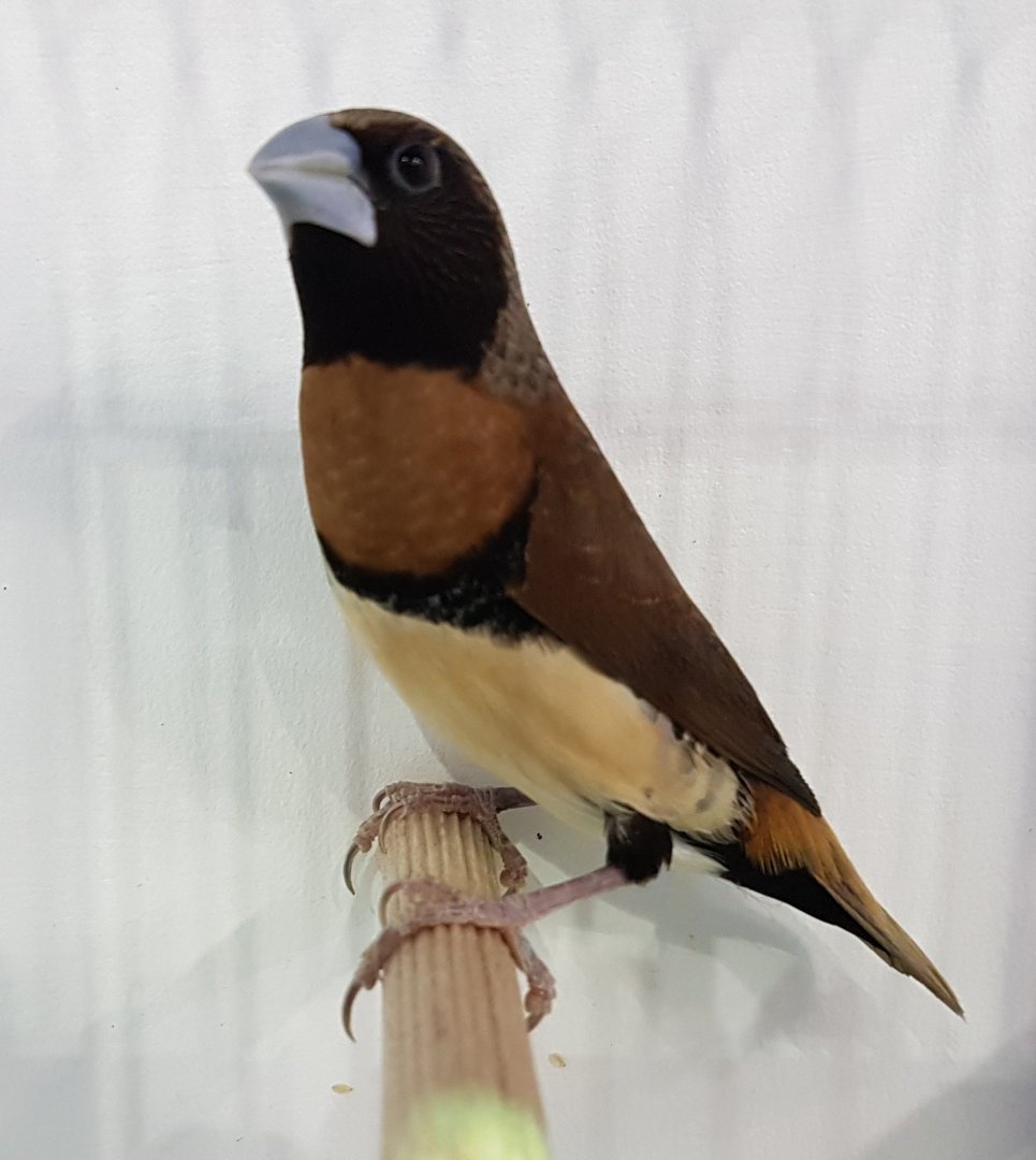 Chestnut-breasted mannikin - Lonchura castaneothorax