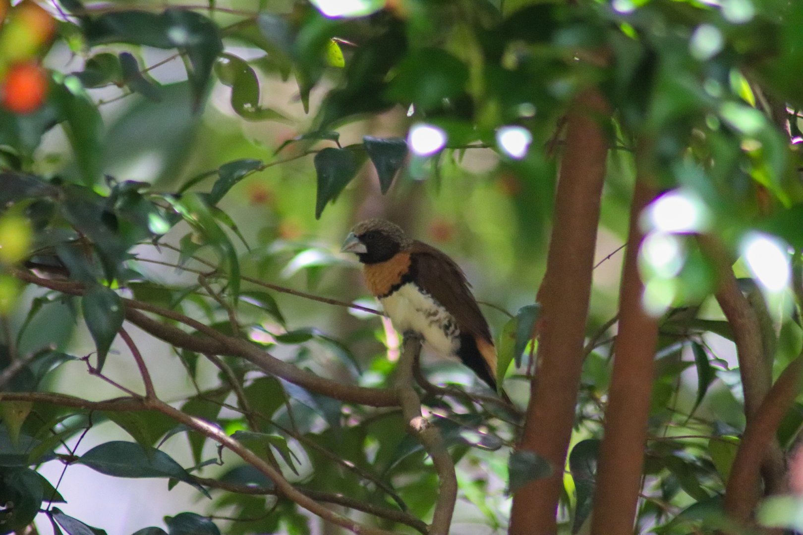 Chestnut-breasted Mannikin (Lonchura castaneothorax)