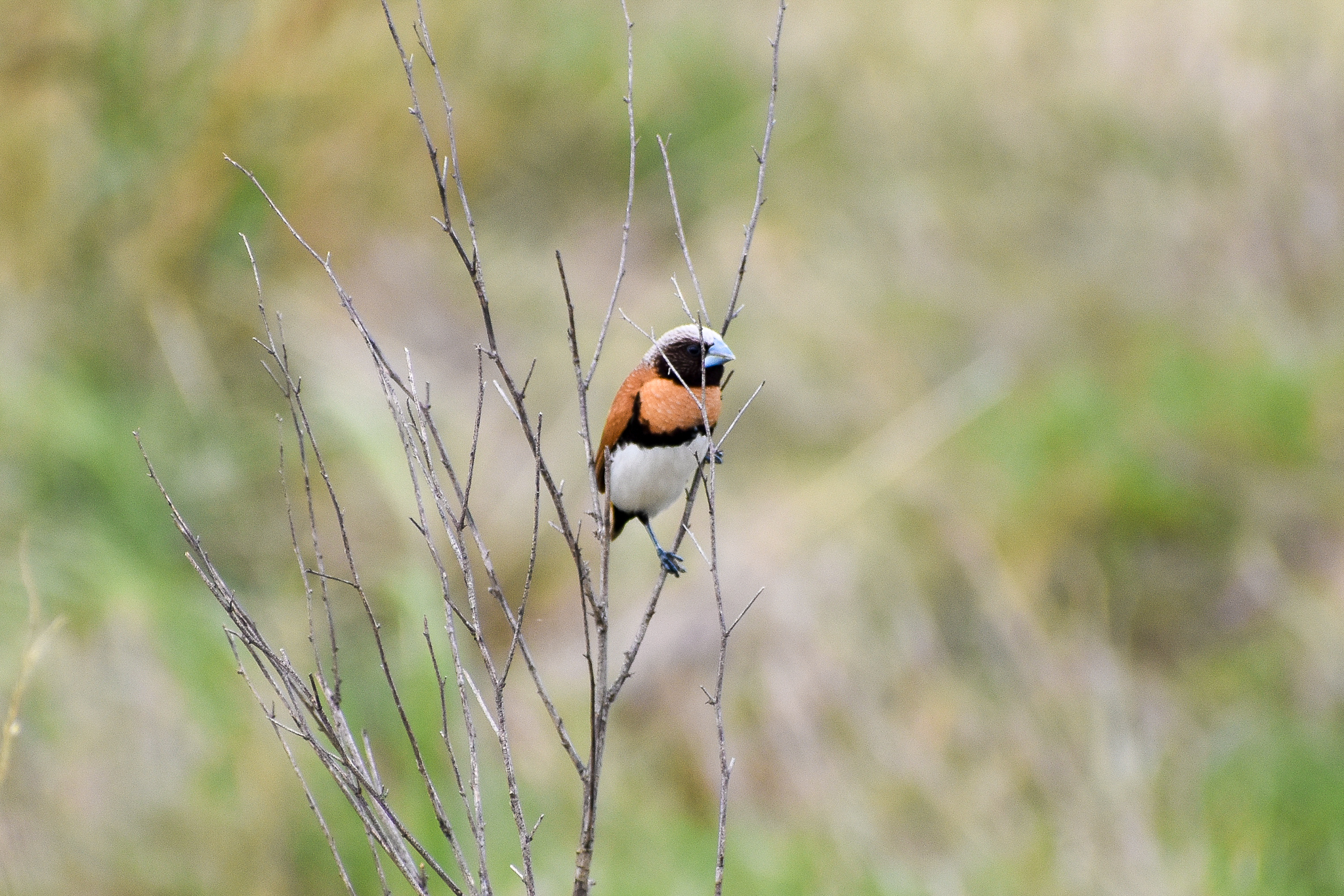 Chestnut-breasted Mannikin (Lonchura castaneothorax)