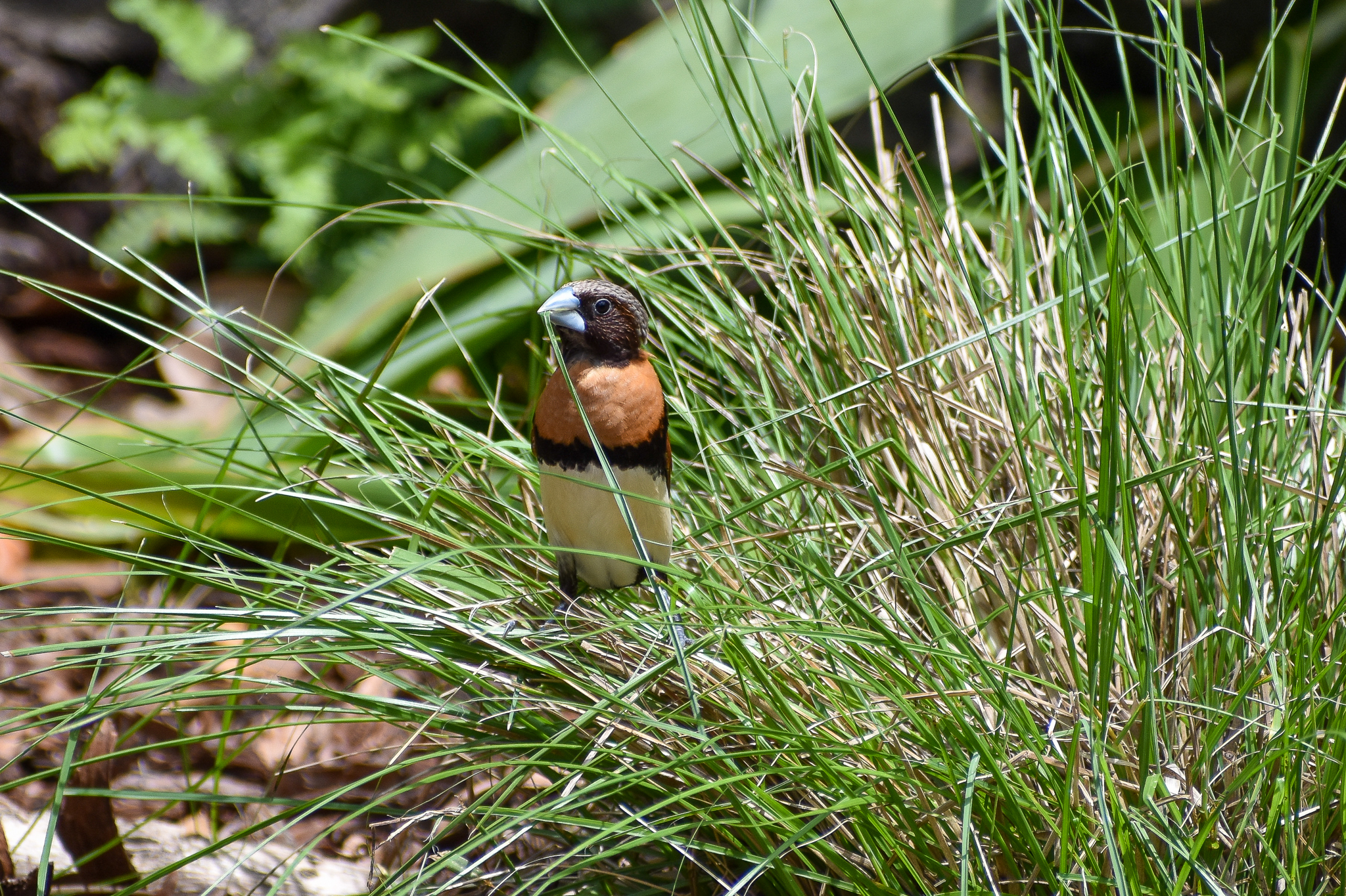 Chestnut-breasted Mannikin (Lonchura castaneothorax)