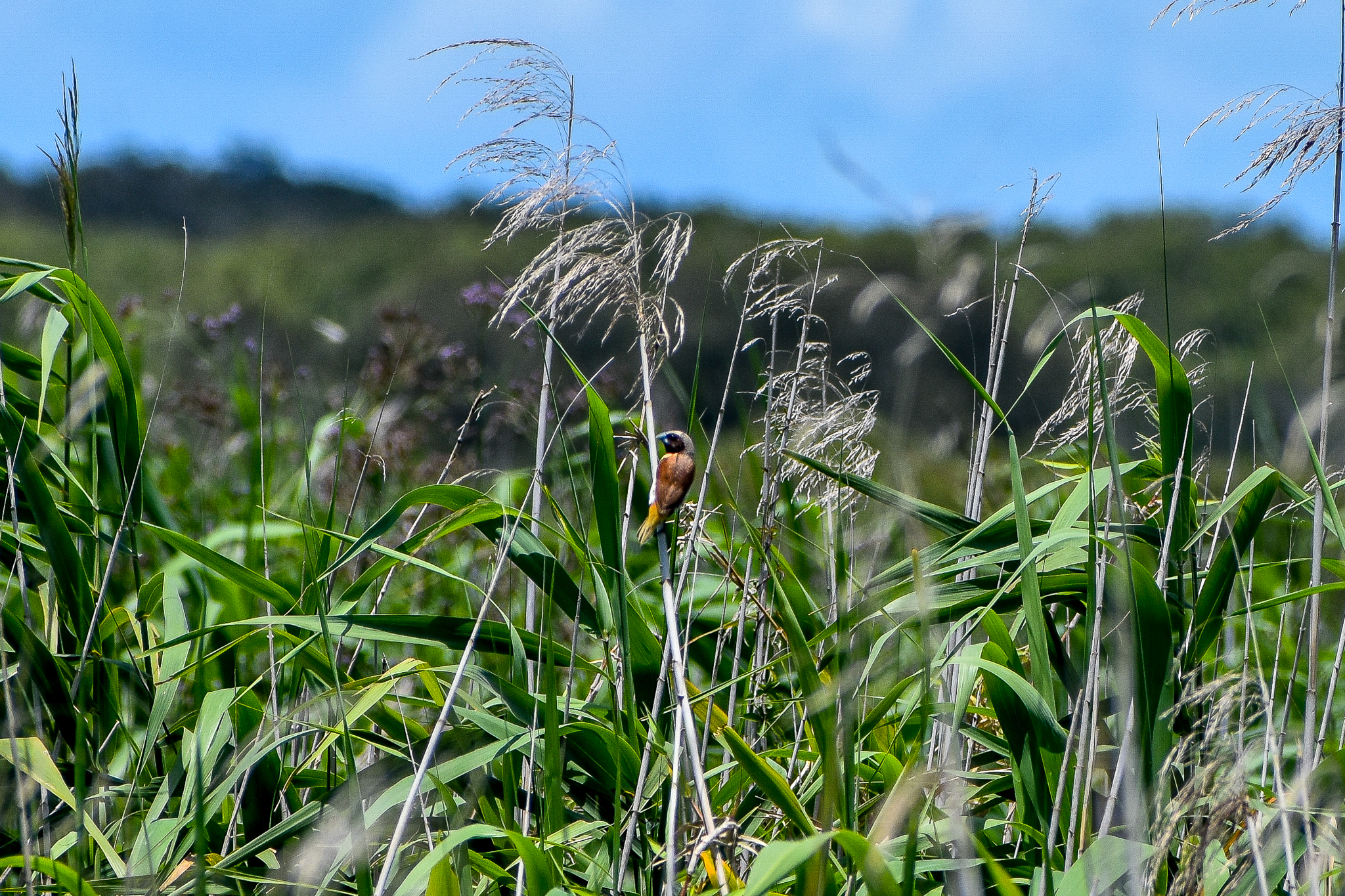 Chestnut-breasted Mannikin (Lonchura castaneothorax)